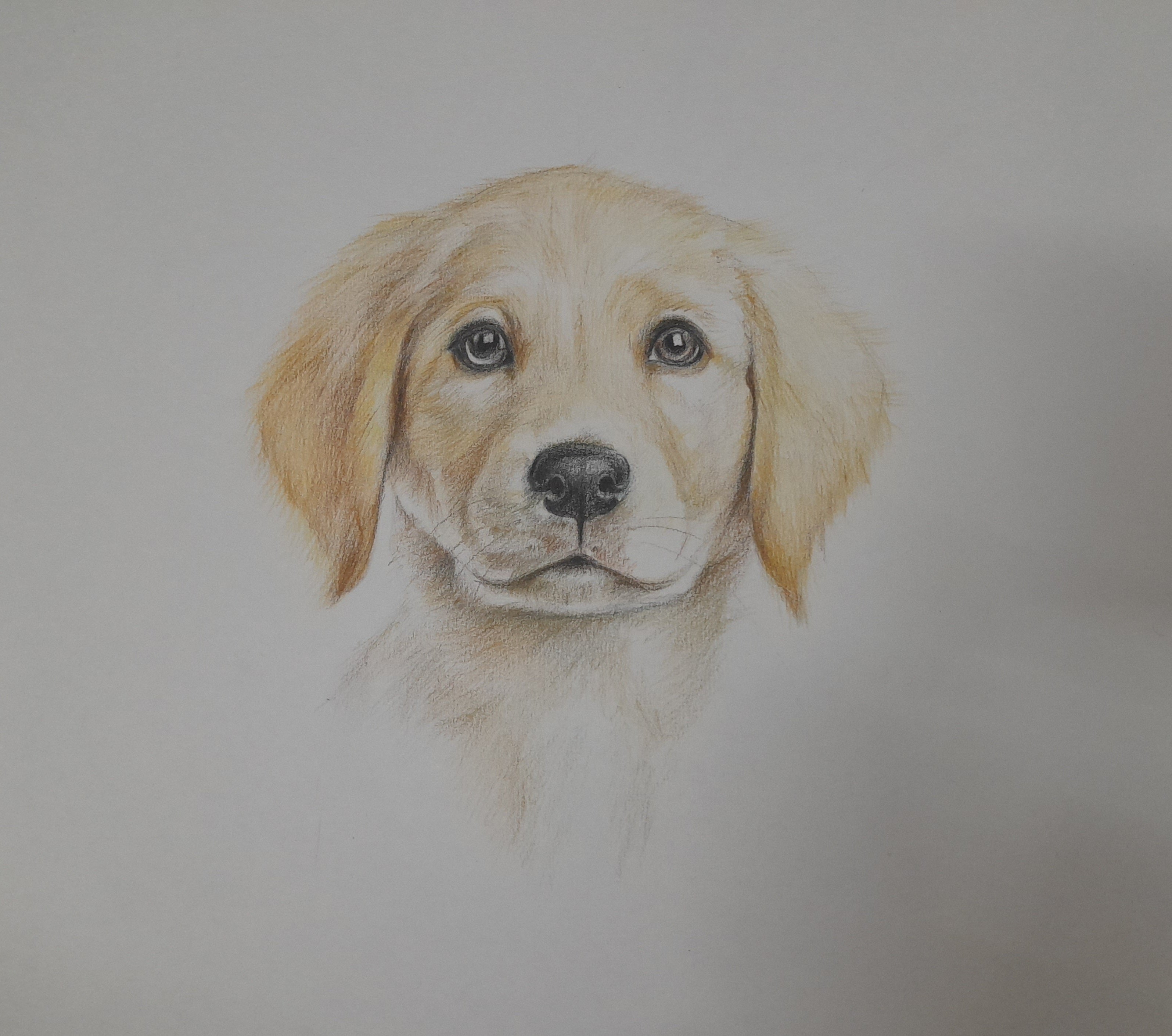 Labrador Dog - Color Pencils