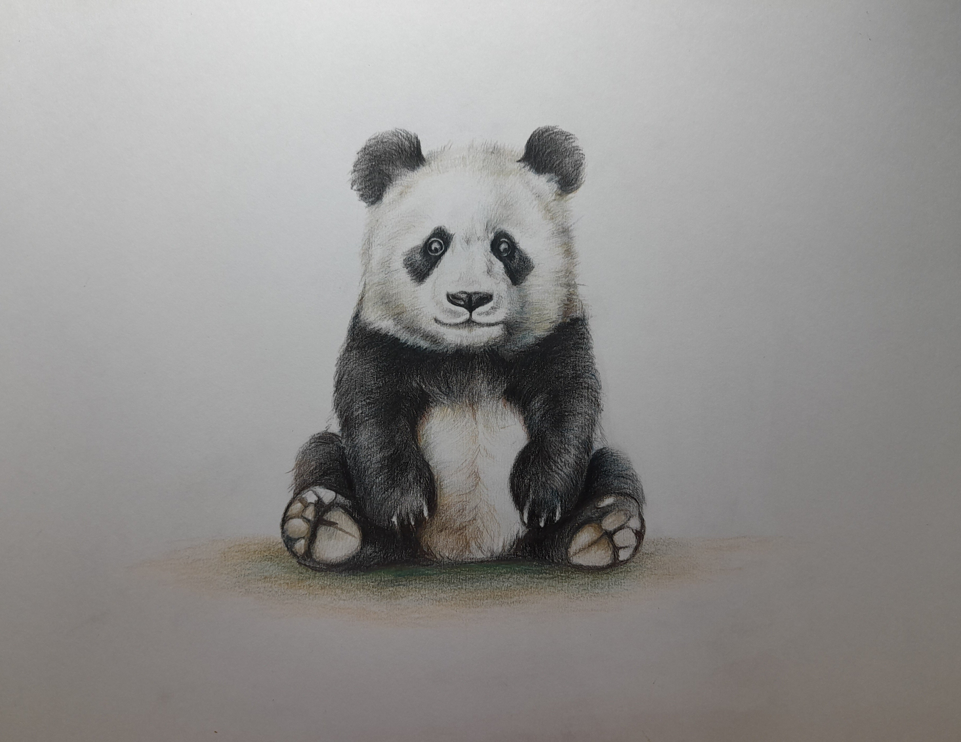 Panda - Color Pencils